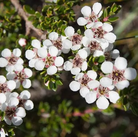 Tea Tree Lemon Essential Oil 4